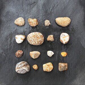 16 Lake Michigan Fossilized Coral